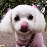 momohikaさんのプロフィール画像