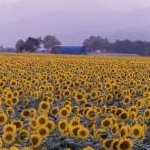 マユタヨさんのプロフィール画像