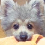 ちびまゆさんのプロフィール画像