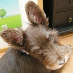 ashさんのプロフィール画像