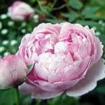 アリエルさんのプロフィール画像