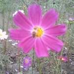 ぐうたら主婦さんのプロフィール画像