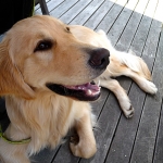 sena224さんのプロフィール画像