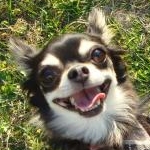 ちょこたんさんのプロフィール画像