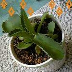 kurosukeさんのプロフィール画像