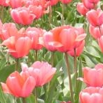 tomo*さんのプロフィール画像