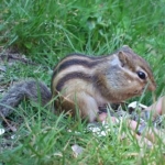 torusooさんのプロフィール画像