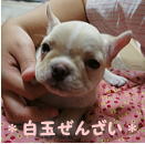 チイさんのプロフィール画像