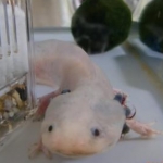 あひるのはこさんのプロフィール画像