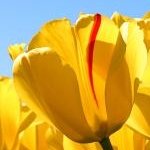 りーんりーんっこさんのプロフィール画像