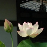 わいさんのプロフィール画像