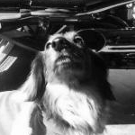 だいのちゅけさんのプロフィール画像