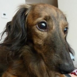 ドラゴンママさんのプロフィール画像