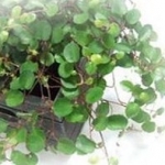 piychocoさんのプロフィール画像