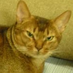 daipukuさんのプロフィール画像