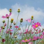 kumaプーさんのプロフィール画像