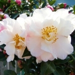 さくらんぼのまま