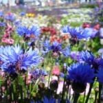 sundayさんのプロフィール画像