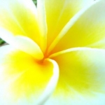 meriaさんのプロフィール画像