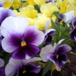 kakadaisukiさんのプロフィール画像