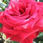 こいけさんさんのプロフィール画像