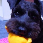 yaiさんのプロフィール画像