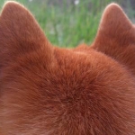 かあかあさんのプロフィール画像