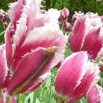 vioraさんのプロフィール画像