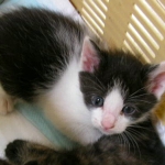 chimaさんのプロフィール画像