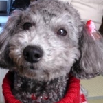 momonoyuriさんのプロフィール画像