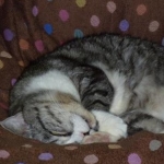 ミントさんのプロフィール画像