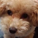 プペ子さんのプロフィール画像