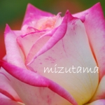 みずたまさんのプロフィール画像