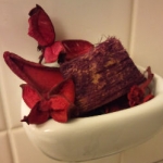 nokotanさんのプロフィール画像