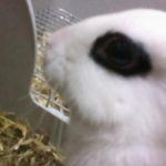 おかぱんださんのプロフィール画像