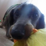 ★asaё★さんのプロフィール画像