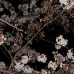 kazukazuさんのプロフィール画像