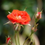 LOVEぽちさんのプロフィール画像