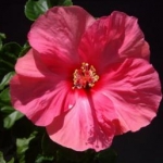 お散歩大好きさんのプロフィール画像