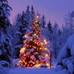 MAMIさんのプロフィール画像