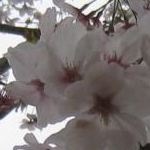 いけまりさんのプロフィール画像