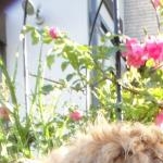 miss creoさんのプロフィール画像