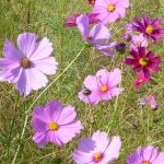 erina-booさんのプロフィール画像