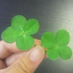 クローバーさんのプロフィール画像