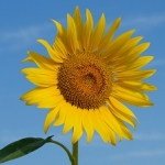 アイサキさんのプロフィール画像