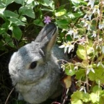 ほうしさんのプロフィール画像