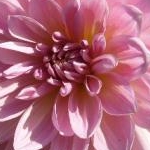 ひなあられさんのプロフィール画像