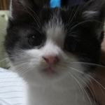 帰蝶さんのプロフィール画像