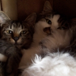 shyanさんのプロフィール画像