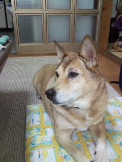 メロメロパーンチ